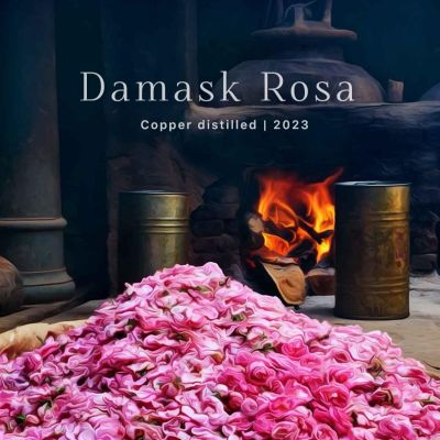 Damask Rosa